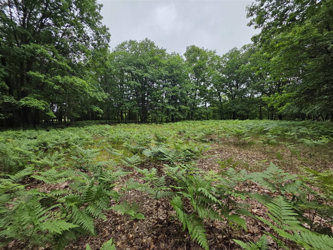 Madison Road Property Photo 5