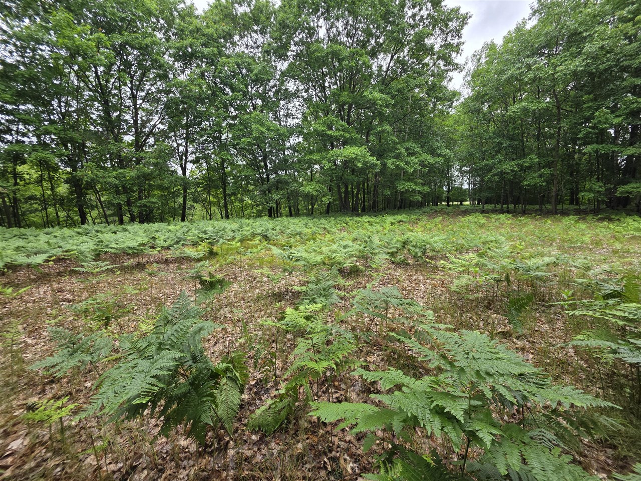 Madison Road Property Photo 6