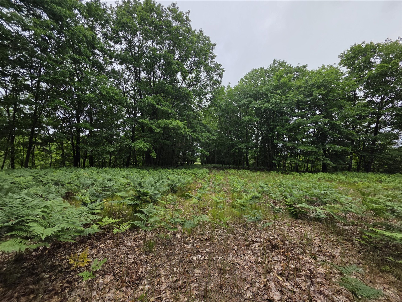 Madison Road Property Photo 7