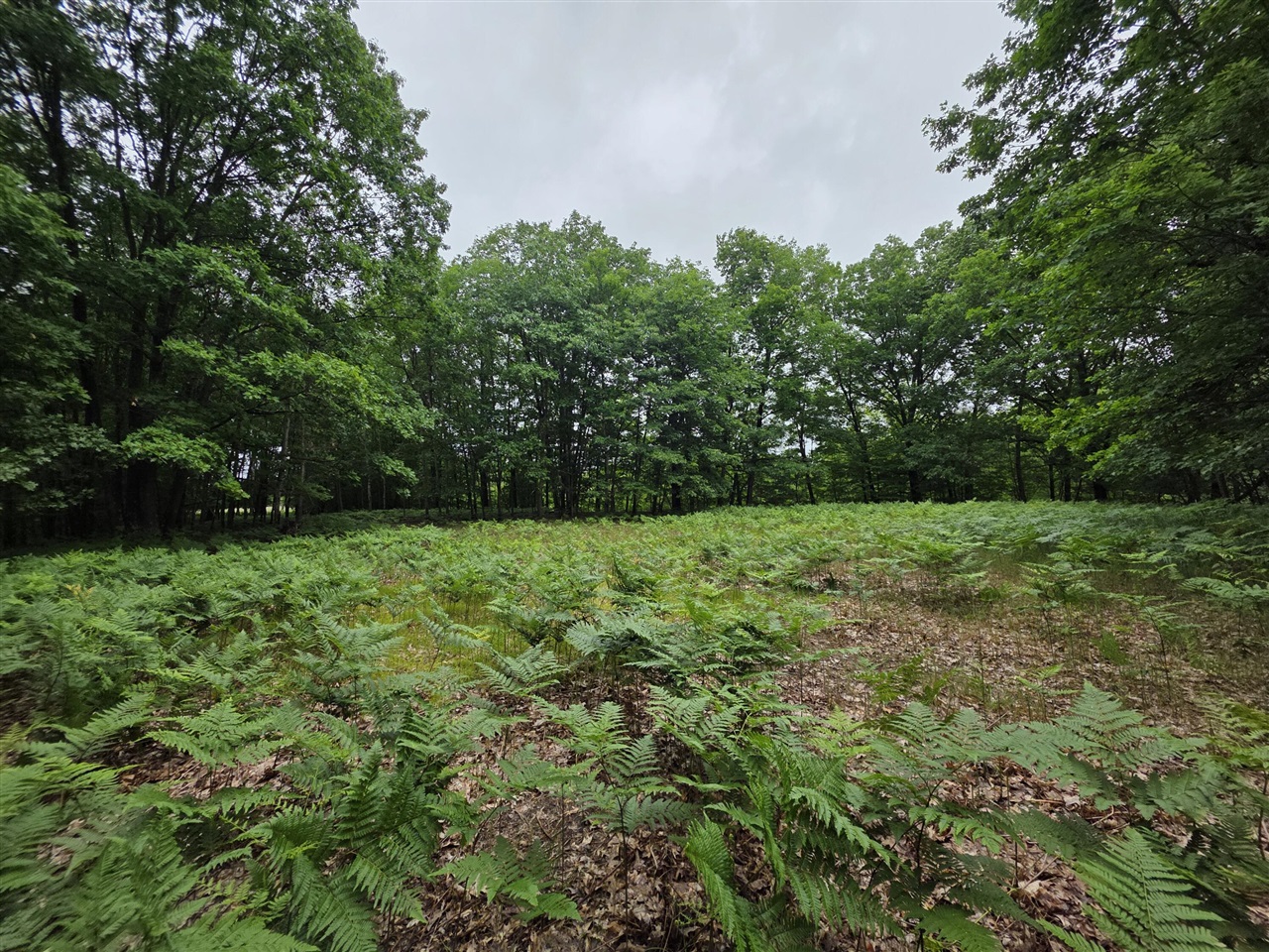 Madison Road Property Photo 20