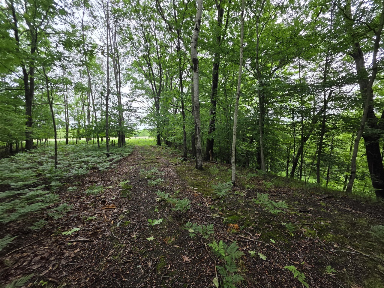 Madison Road Property Photo 21