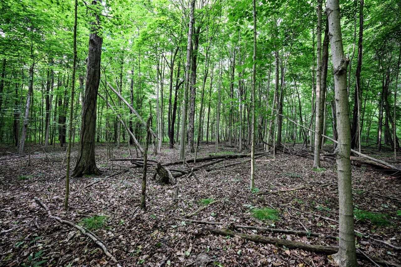 Vl Black River Rd Property Photo 3