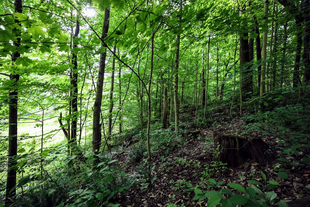 Vl Black River Rd Property Photo 13