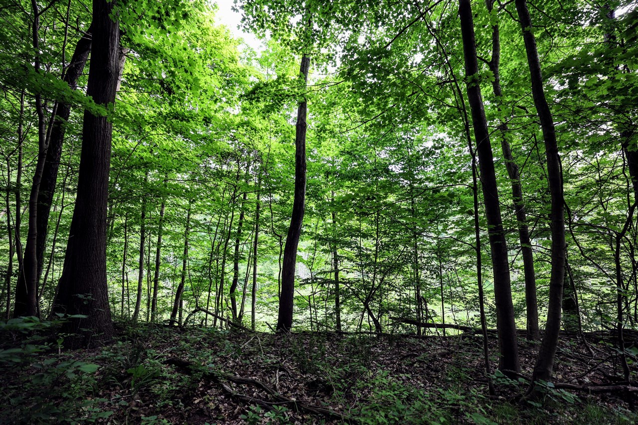 Vl Black River Rd Property Photo 14