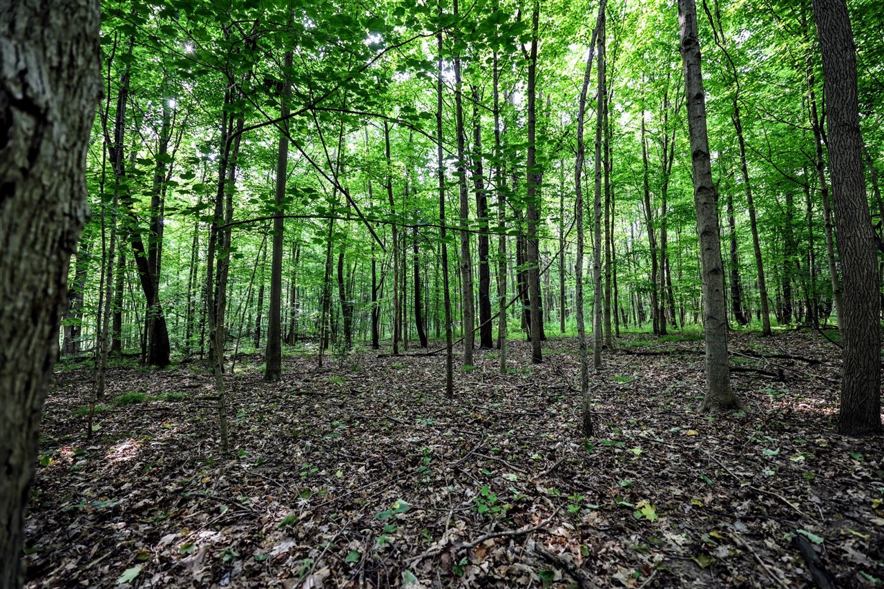 Vl Black River Rd Property Photo 15