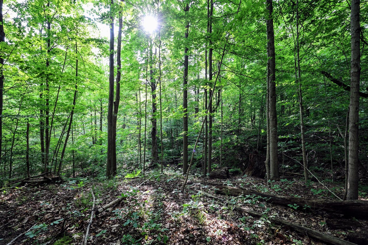 Vl Black River Rd Property Photo 16