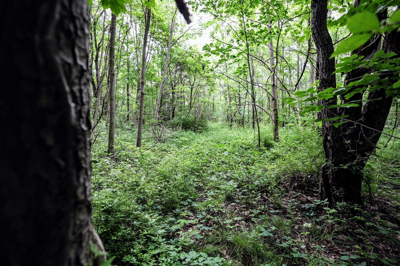 Vl Black River Rd Property Photo 18