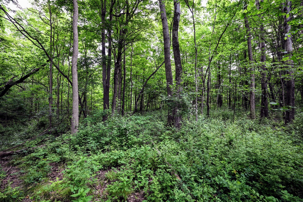 Vl Black River Rd Property Photo 22