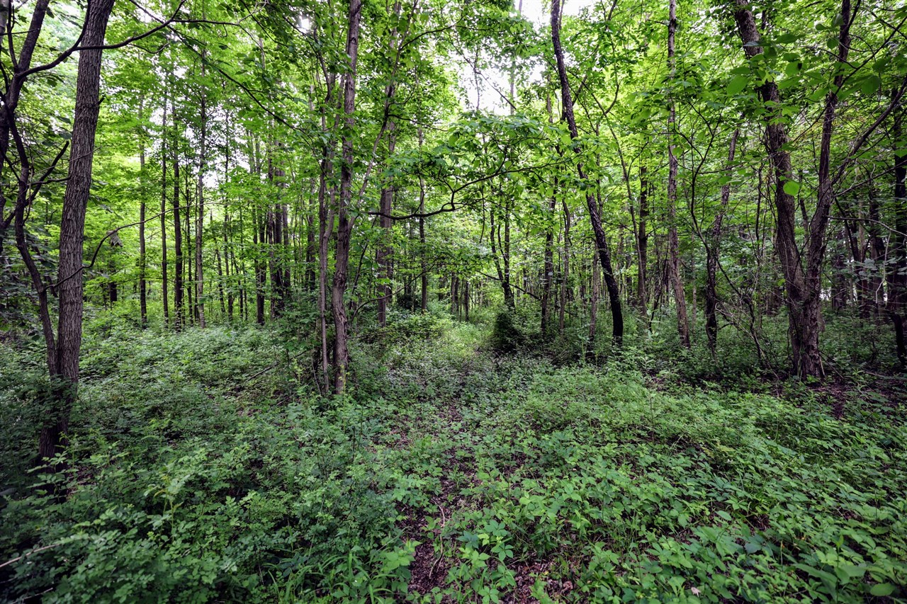 Vl Black River Rd Property Photo 23