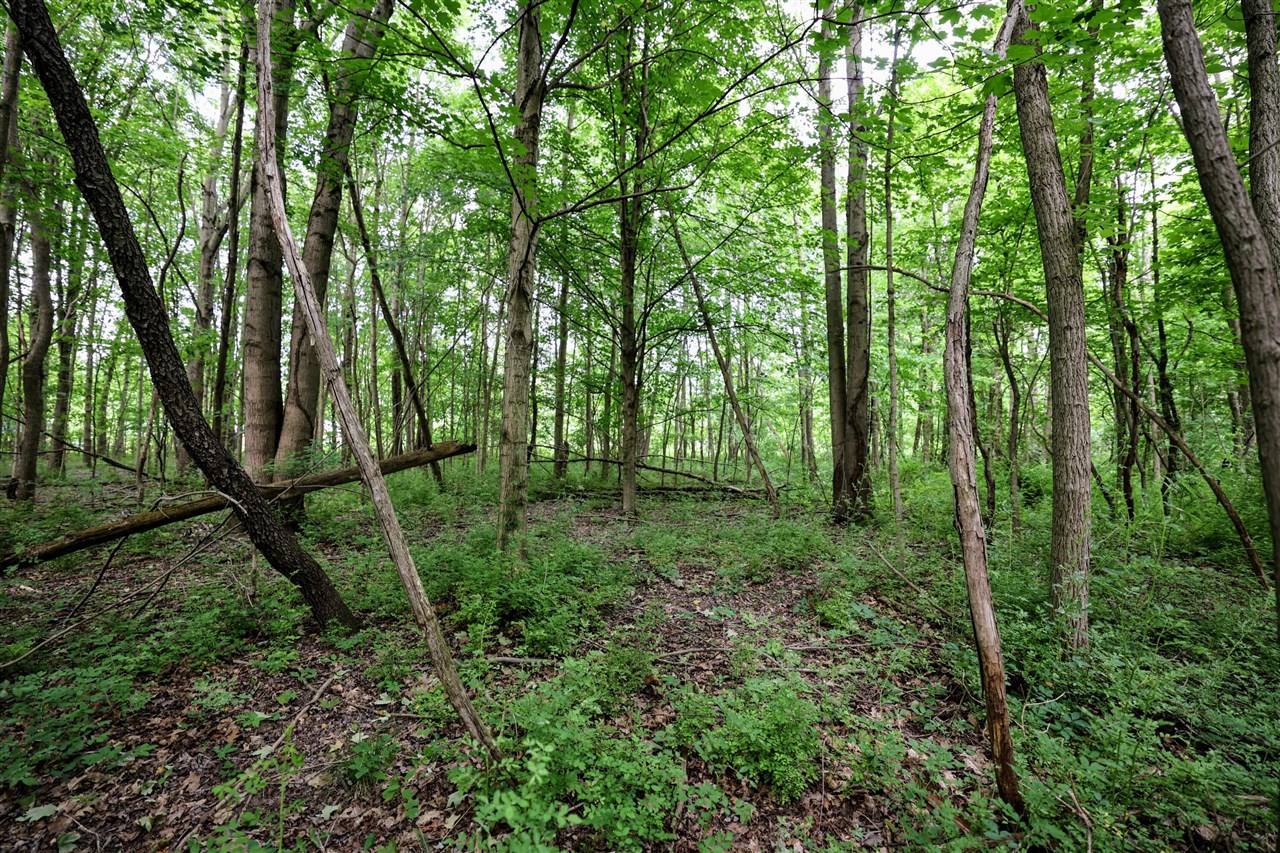 Vl Black River Rd Property Photo 24