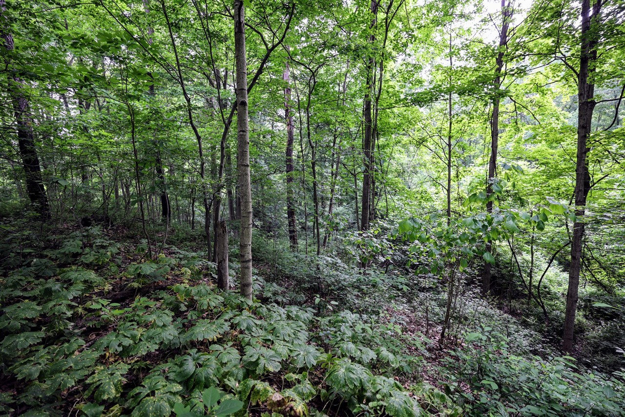 Vl Black River Rd Property Photo 27