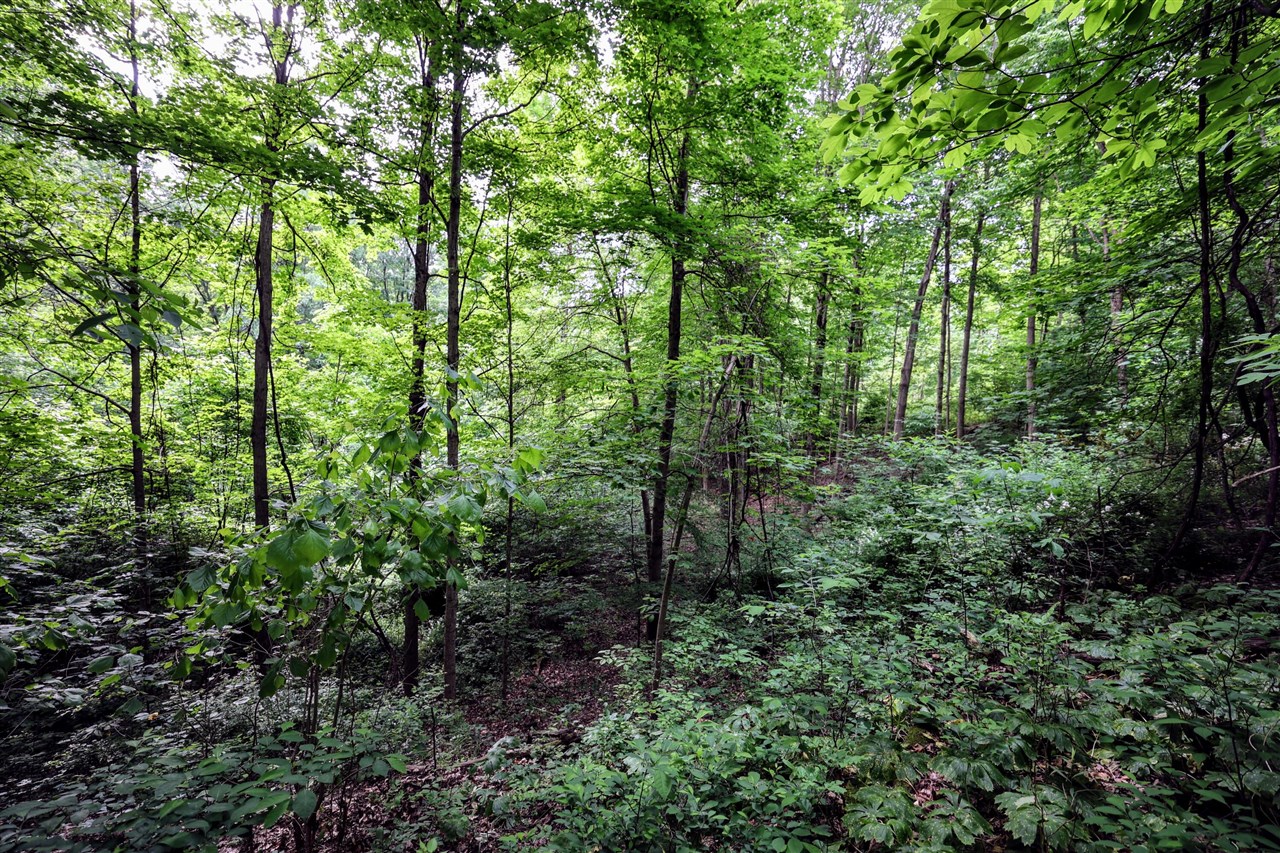 Vl Black River Rd Property Photo 28