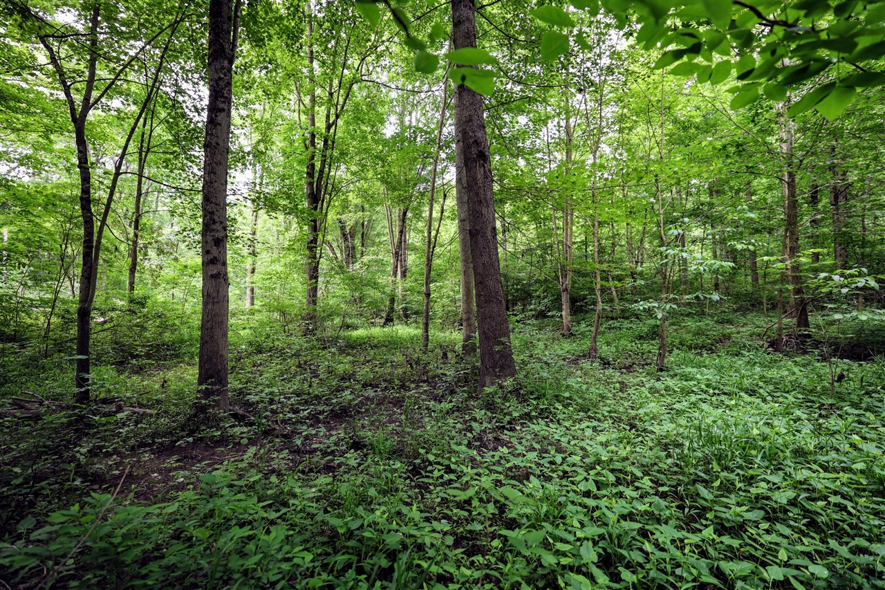 Vl Black River Rd Property Photo 36
