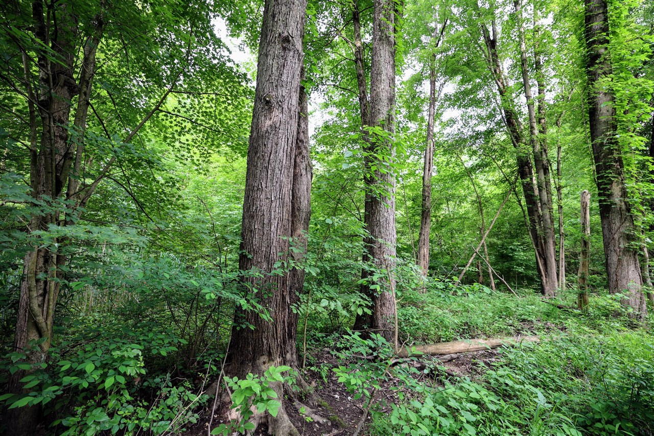 Vl Black River Rd Property Photo 38