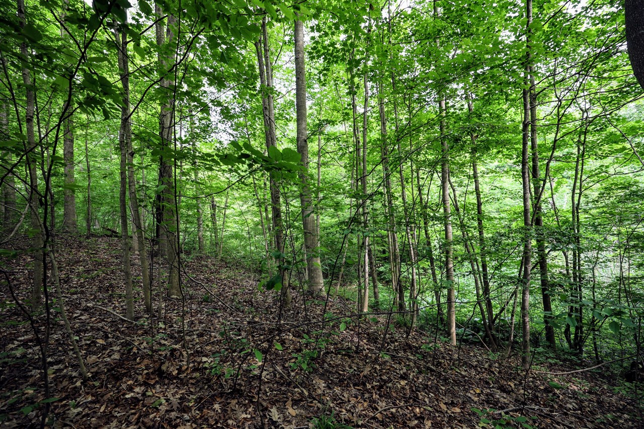 Vl Black River Rd Property Photo 39