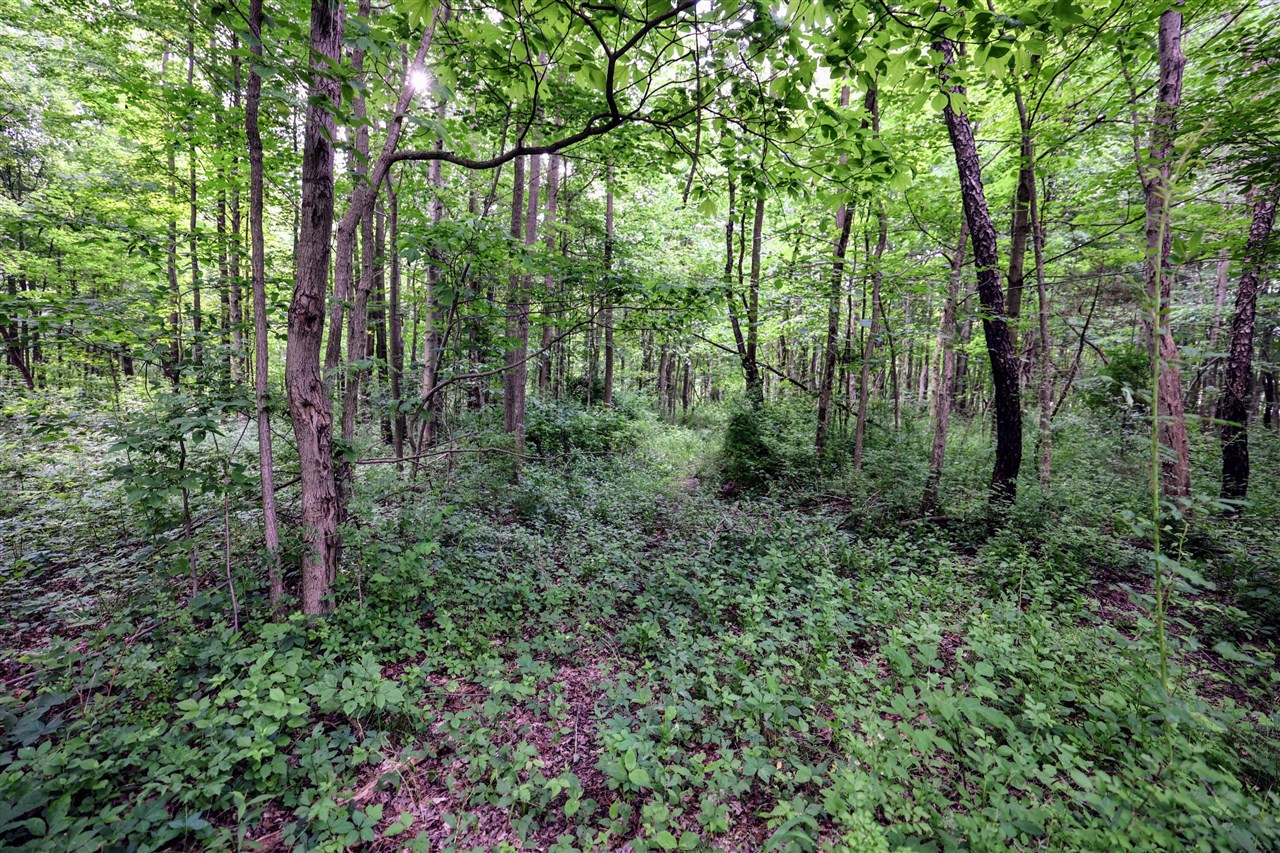 Vl Black River Rd Property Photo 45