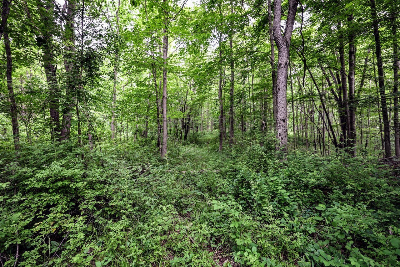 Vl Black River Rd Property Photo 47