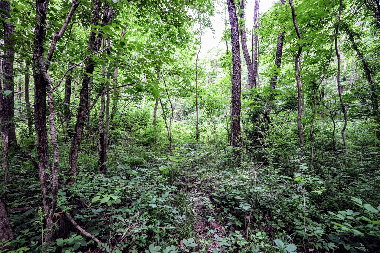Vl Black River Rd Property Photo 48