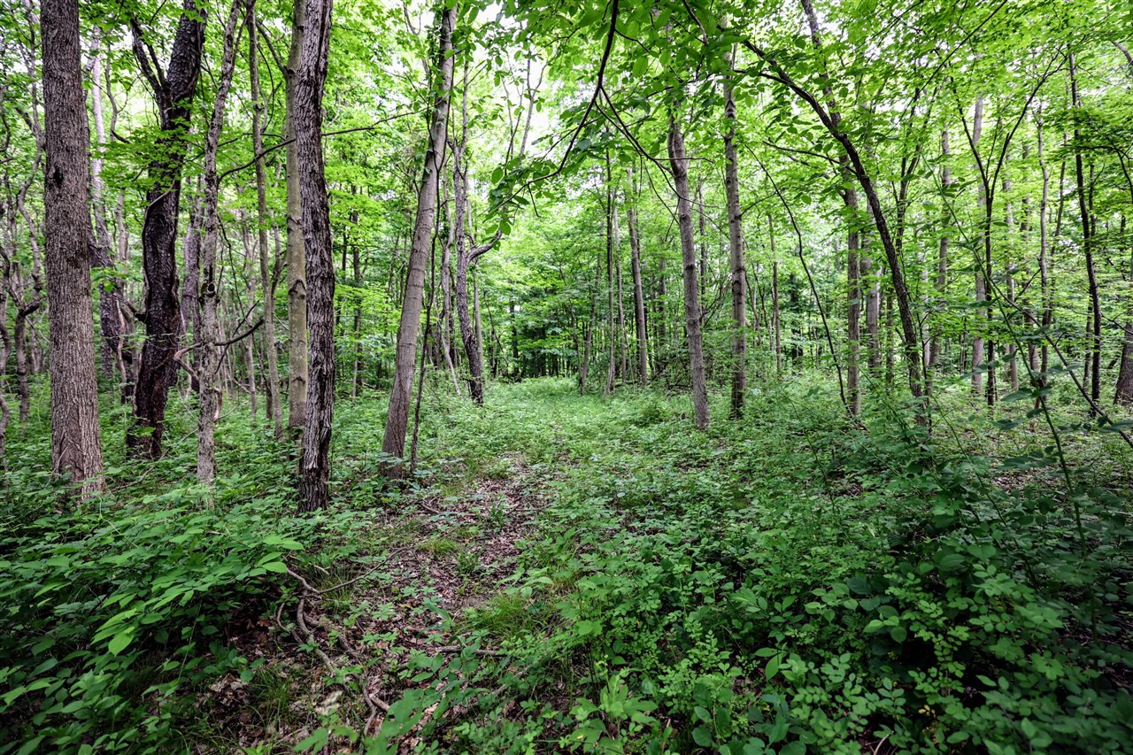 Vl Black River Rd Property Photo 49