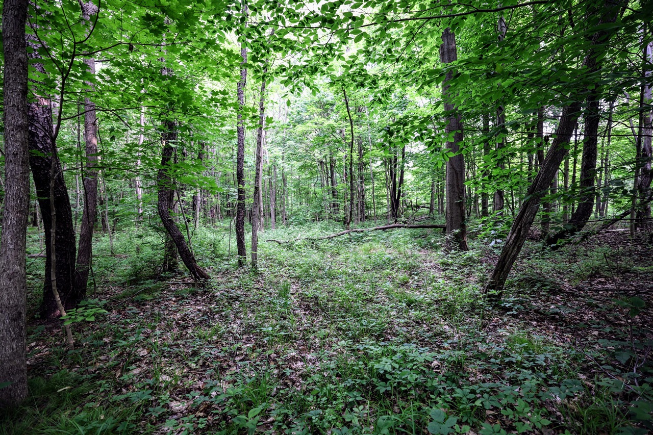 Vl Black River Rd Property Photo 50