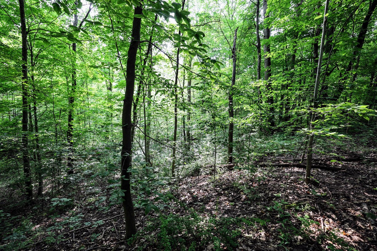 Vl Black River Rd Property Photo 51