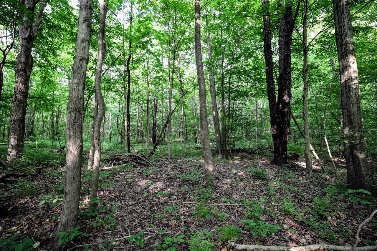 Vl Black River Rd Property Photo 52