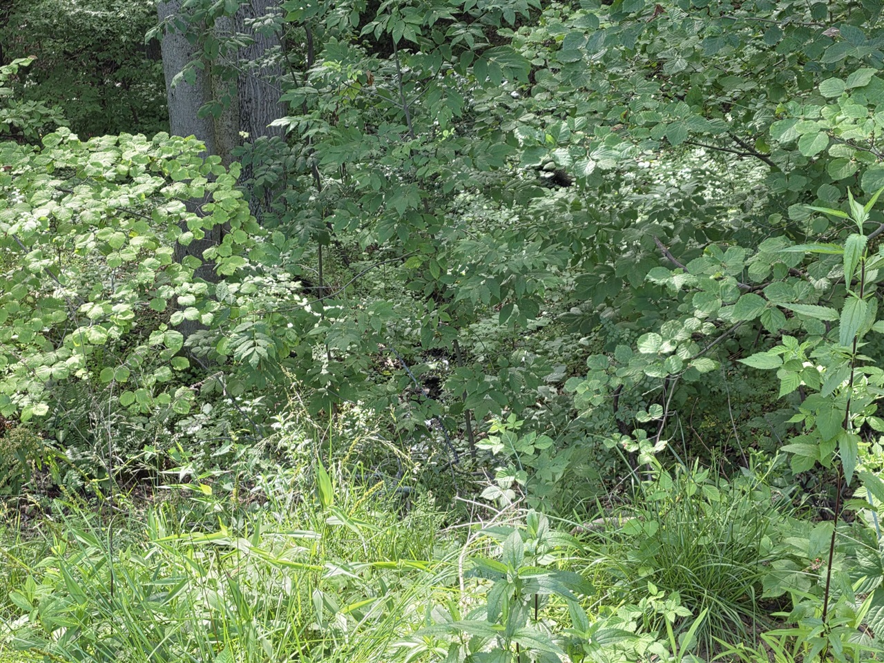 17643 Summerhill Lane Property Photo 4