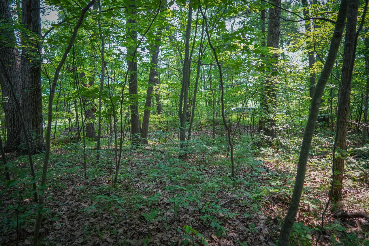 Colfax Park Road Property Photo 16