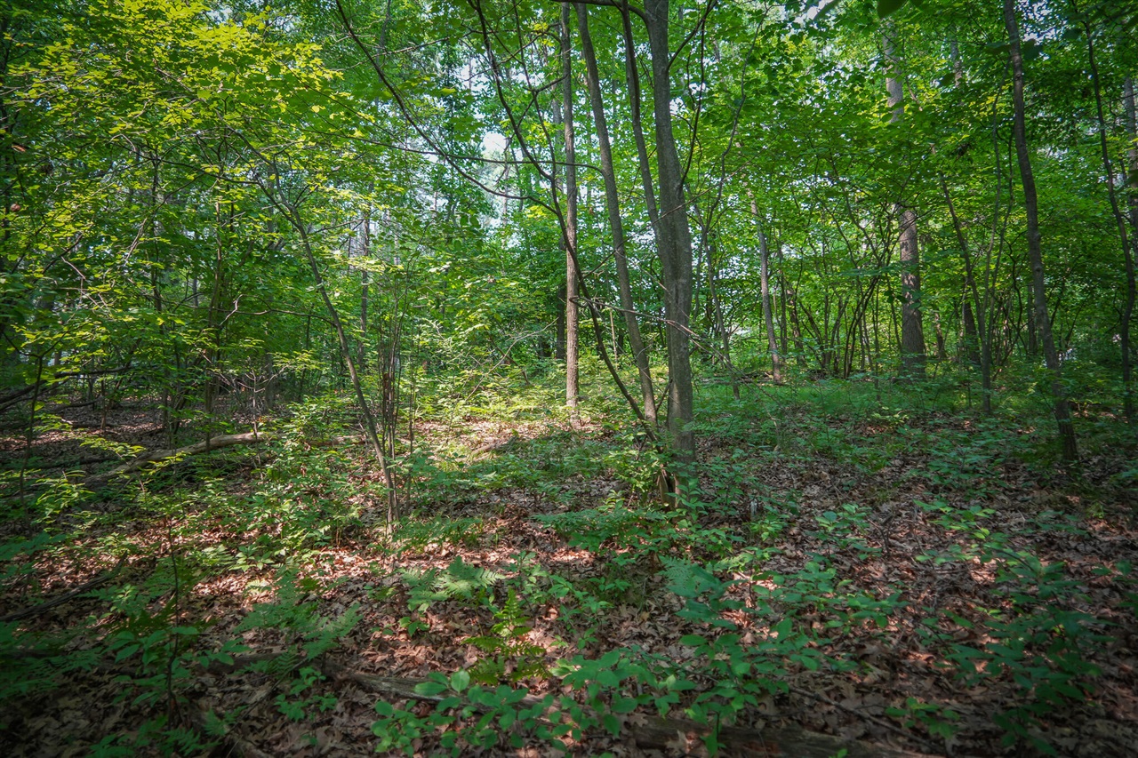 Colfax Park Road Property Photo 18