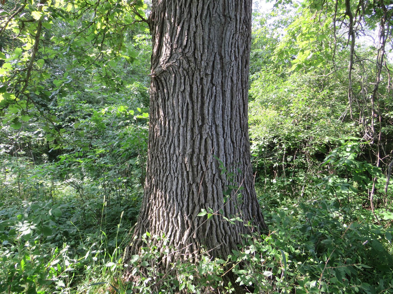 Ne County Line Road Property Photo 34