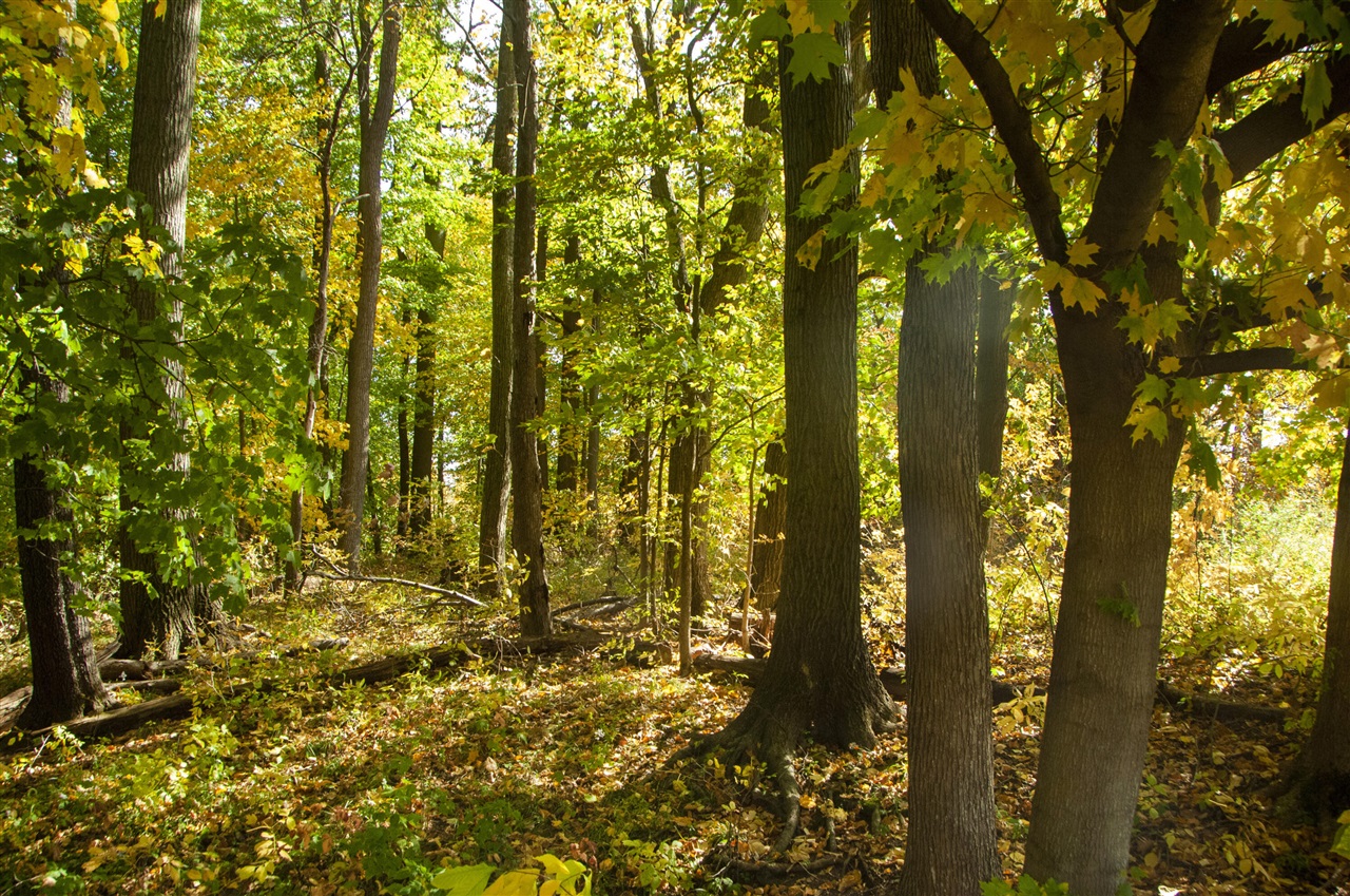 6862 N Nature Lane Property Photo 1