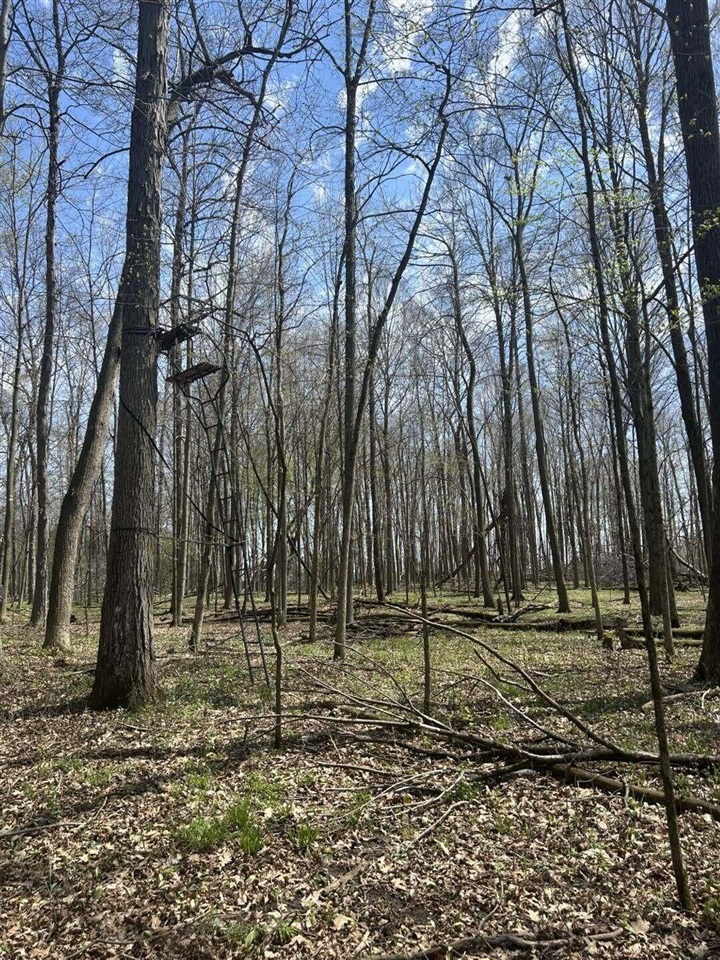 Halfmoon Lake Rd. Property Photo 6