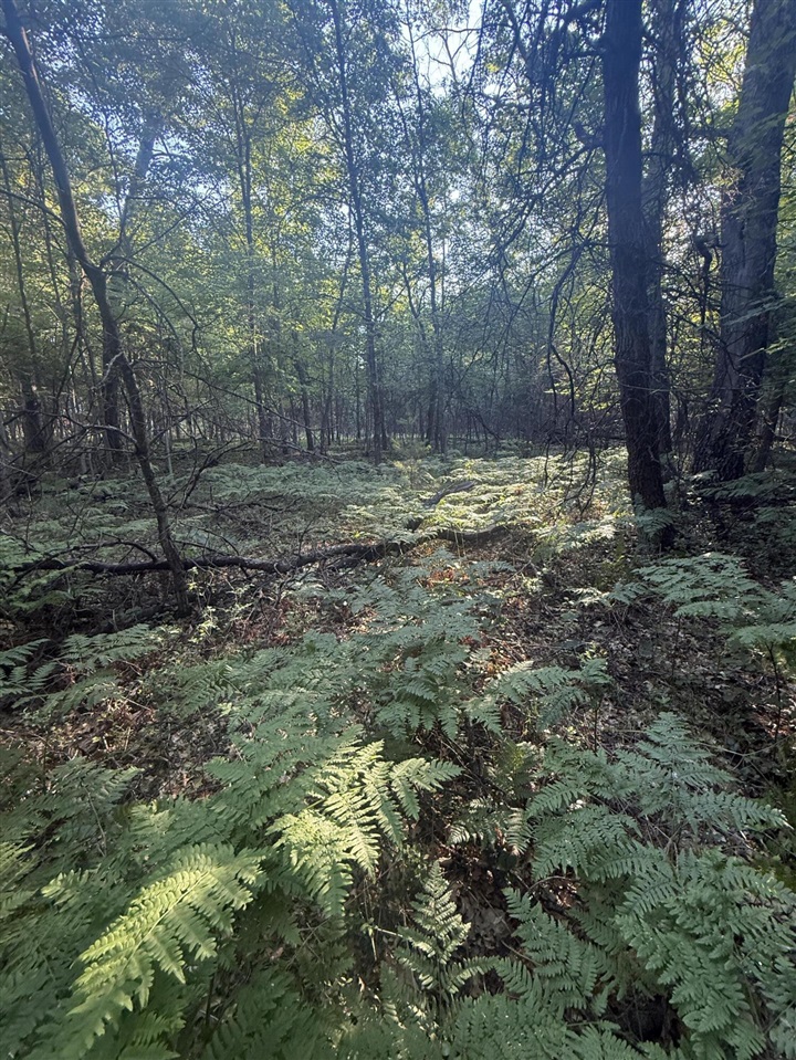 Michael Drive Property Photo 15
