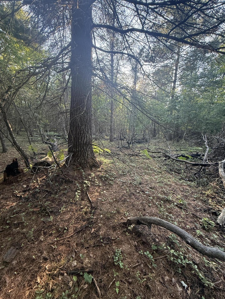 Michael Drive Property Photo 21