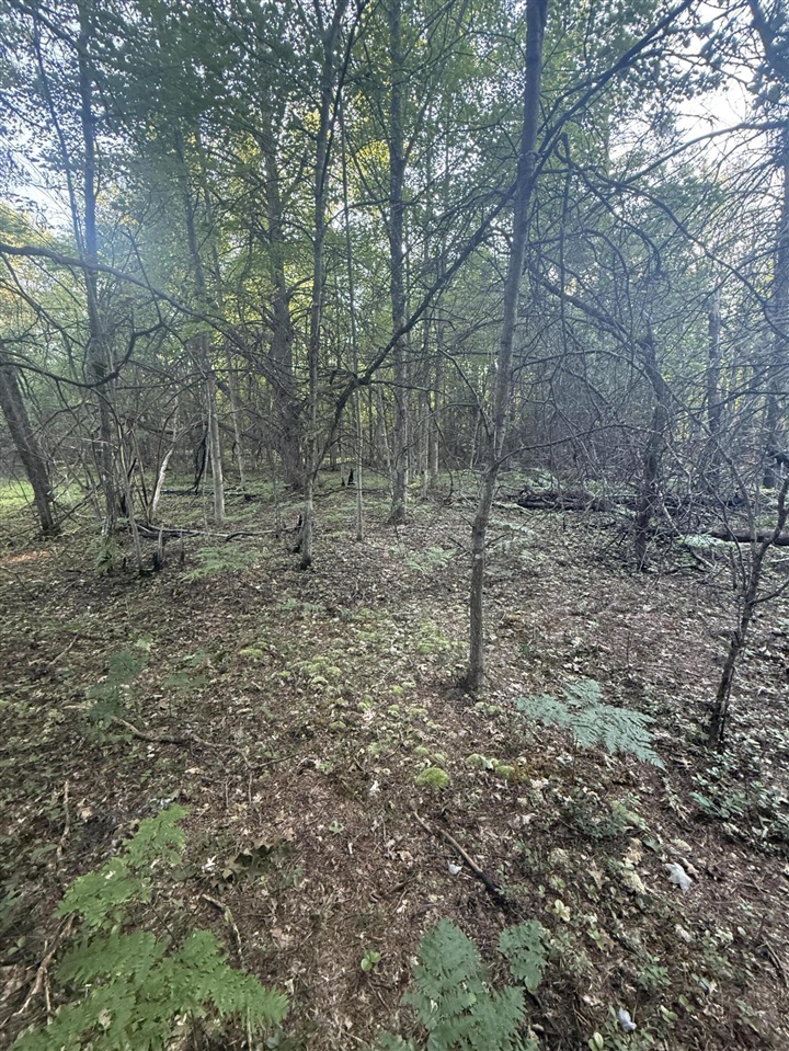 Michael Drive Property Photo 22