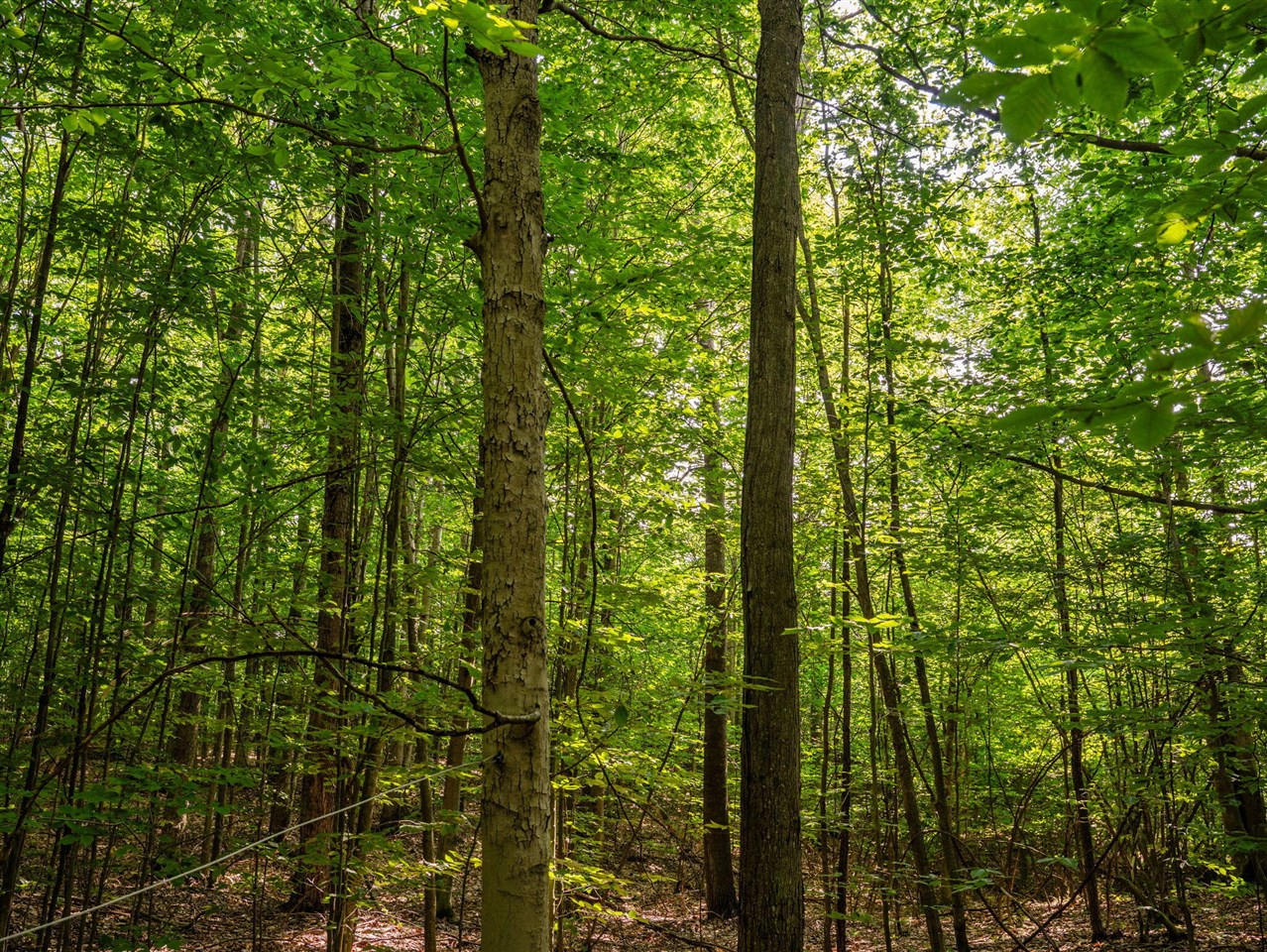14739 9 Mile Road Property Photo 47