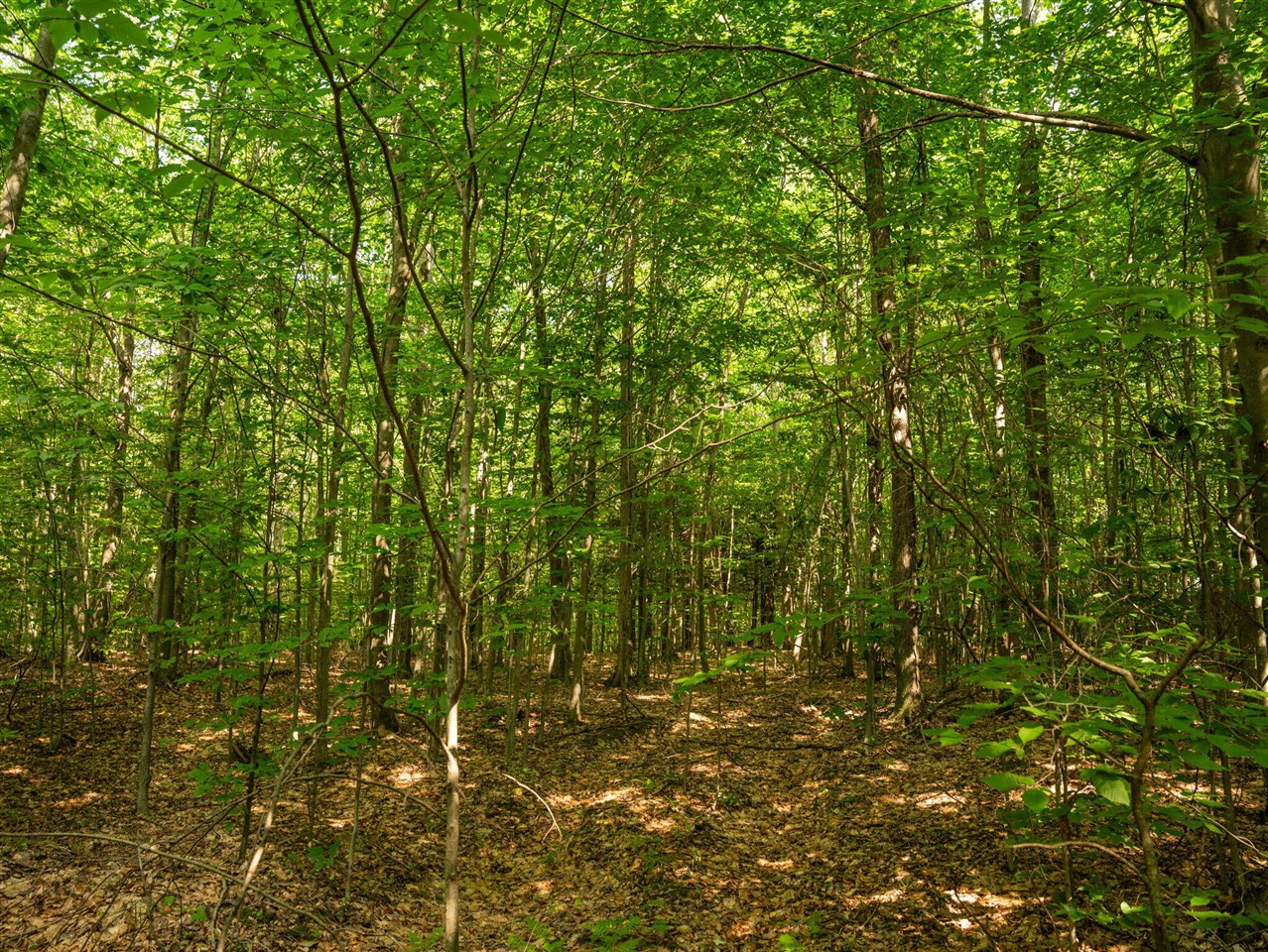 14739 9 Mile Road Property Photo 51