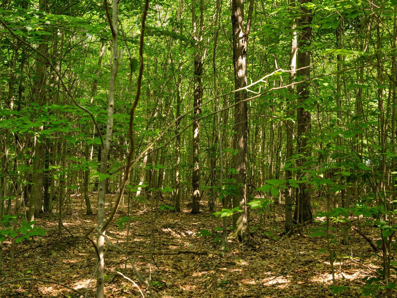 14739 9 Mile Road Property Photo 52