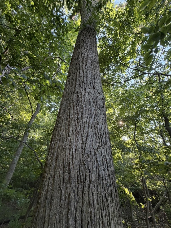 W Sloan Road Property Photo 17