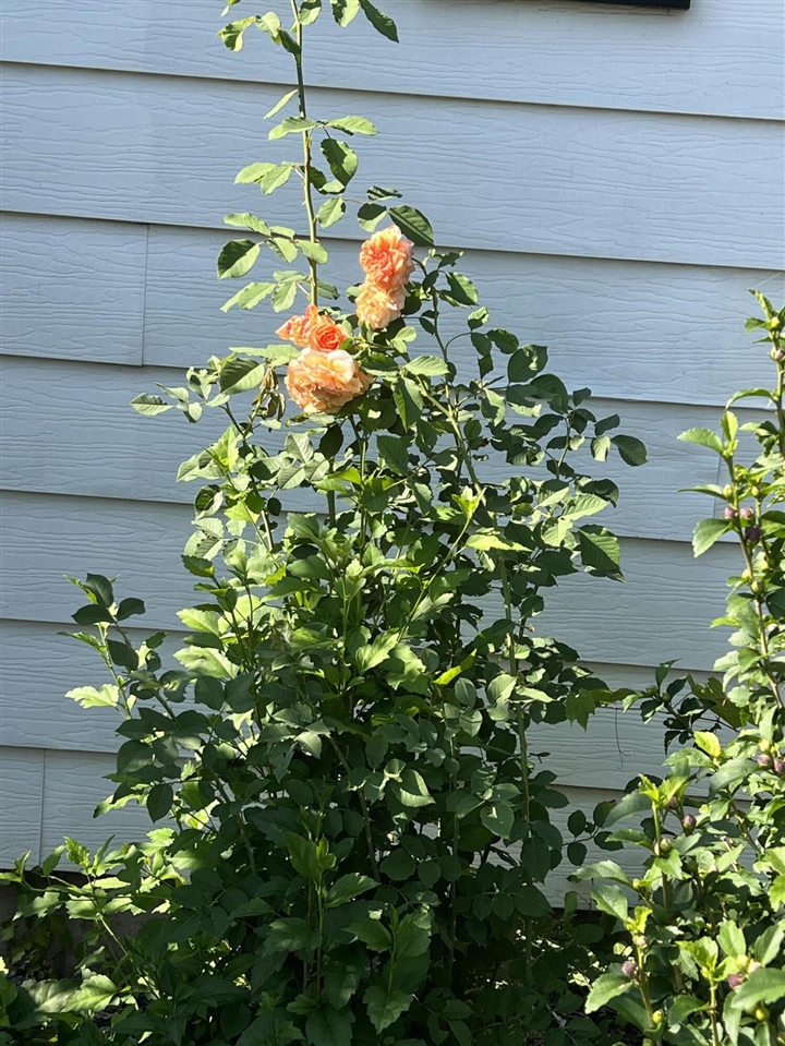 147 Lukesport Drive Property Photo 3
