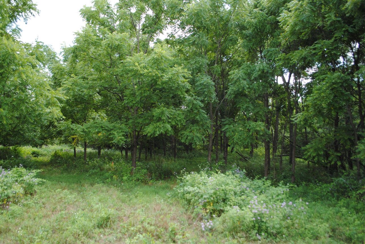 3199 Luna Drive Property Photo 8