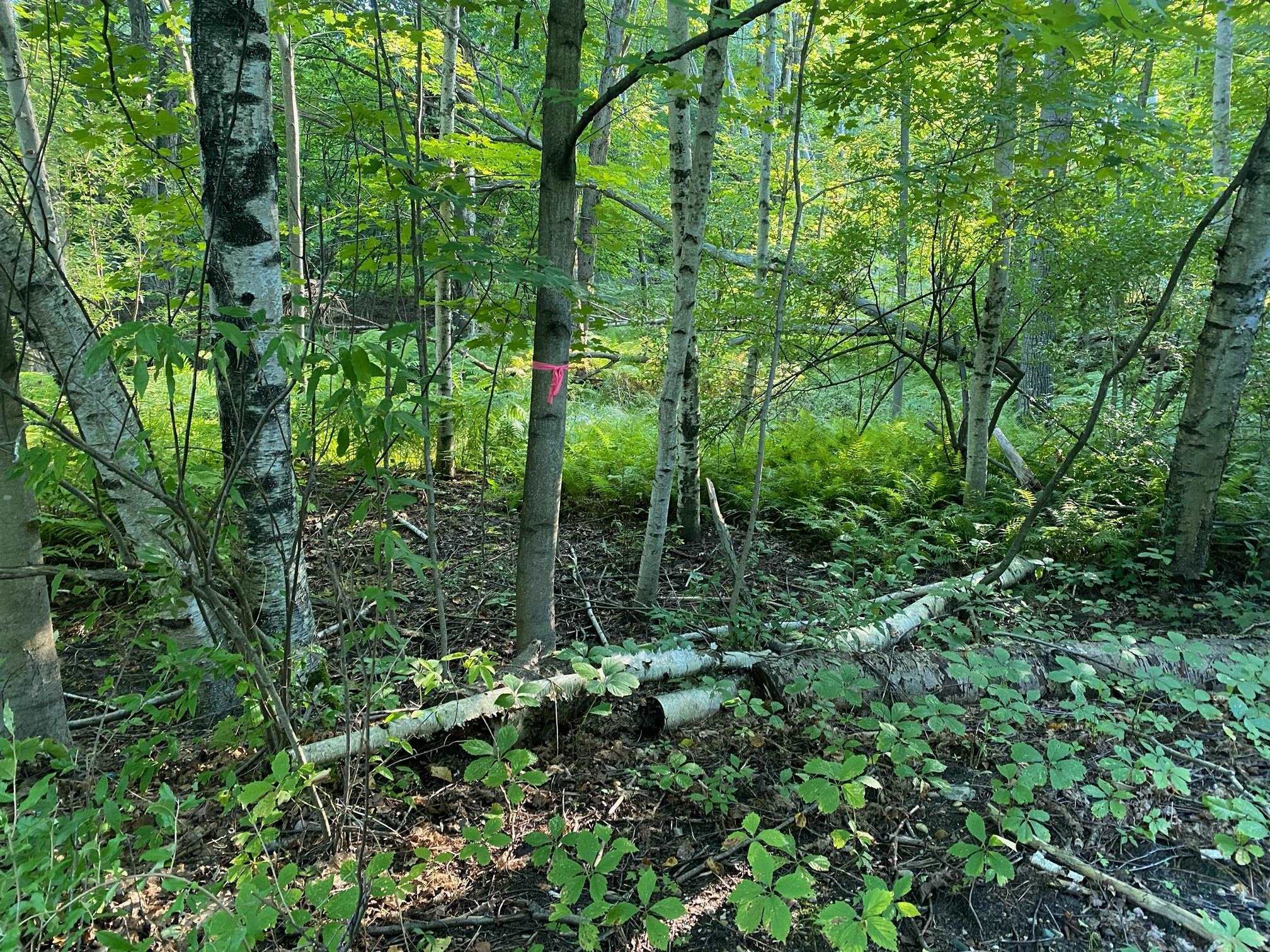 Allegheny Trail Property Photo 1