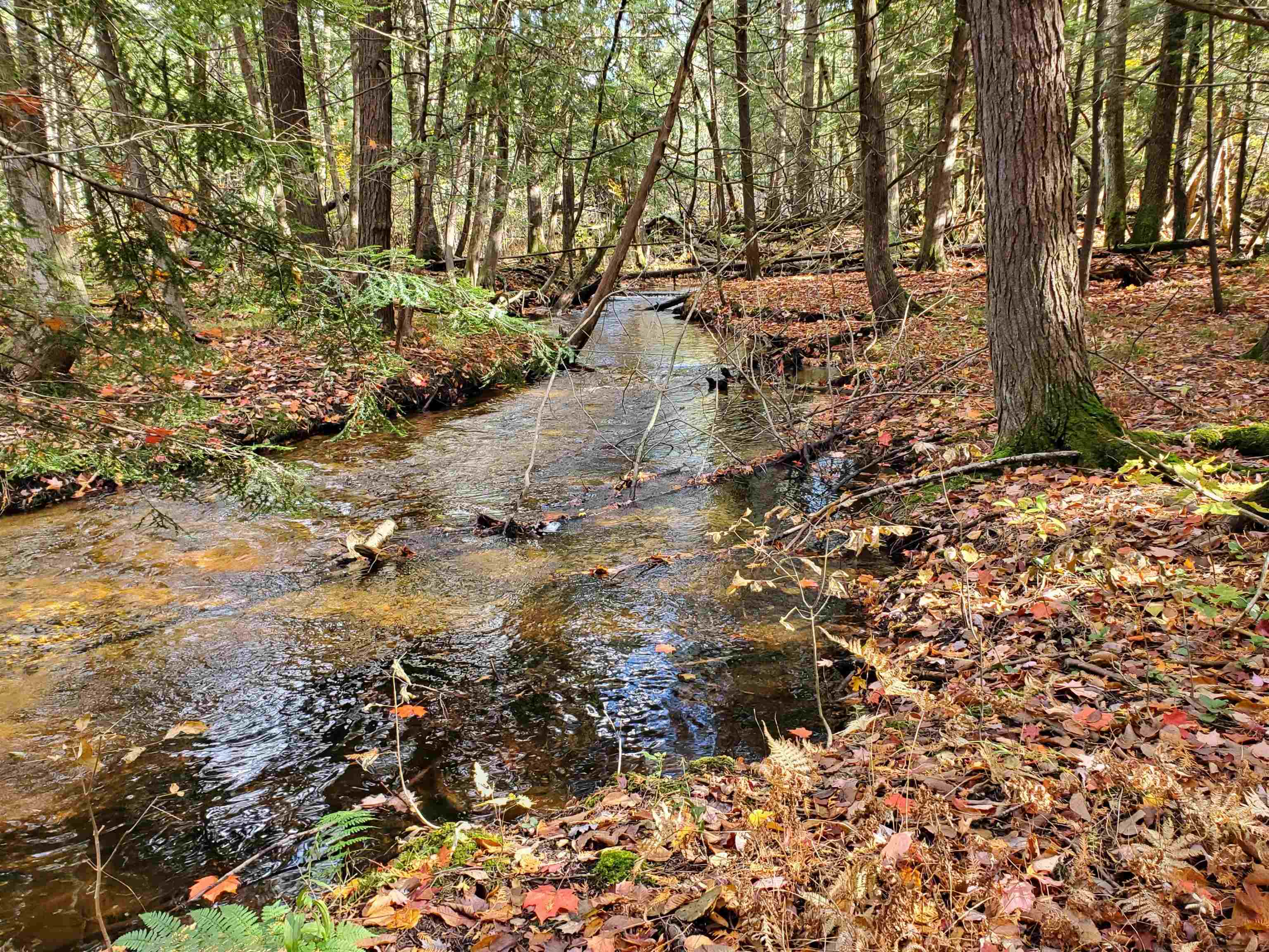 Lot 42 Alden Meadows Property Photo 13
