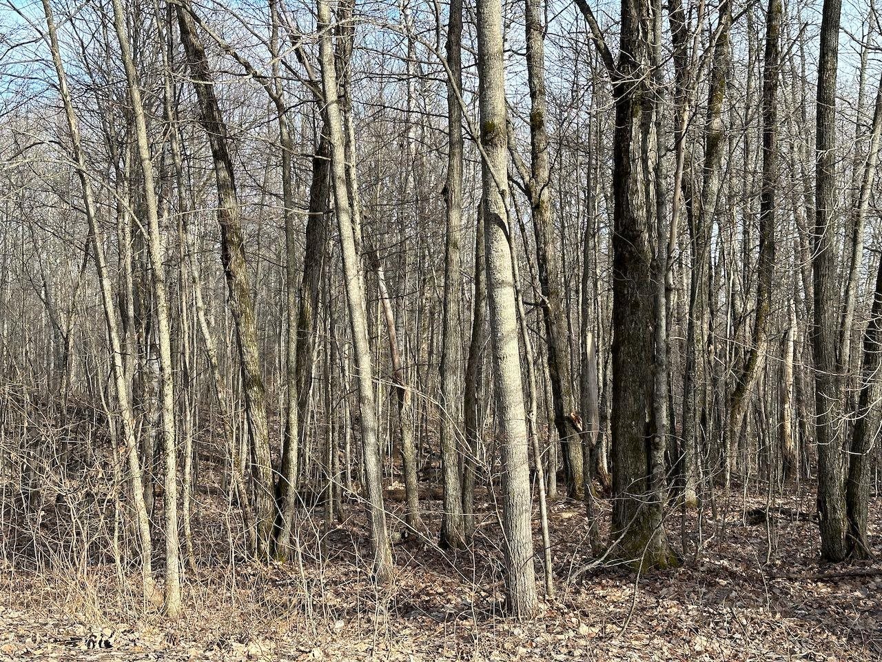 Lot 351 Dellwood Property Photo 5