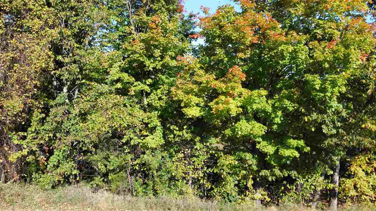 0 Palaestrum Road Property Photo 16