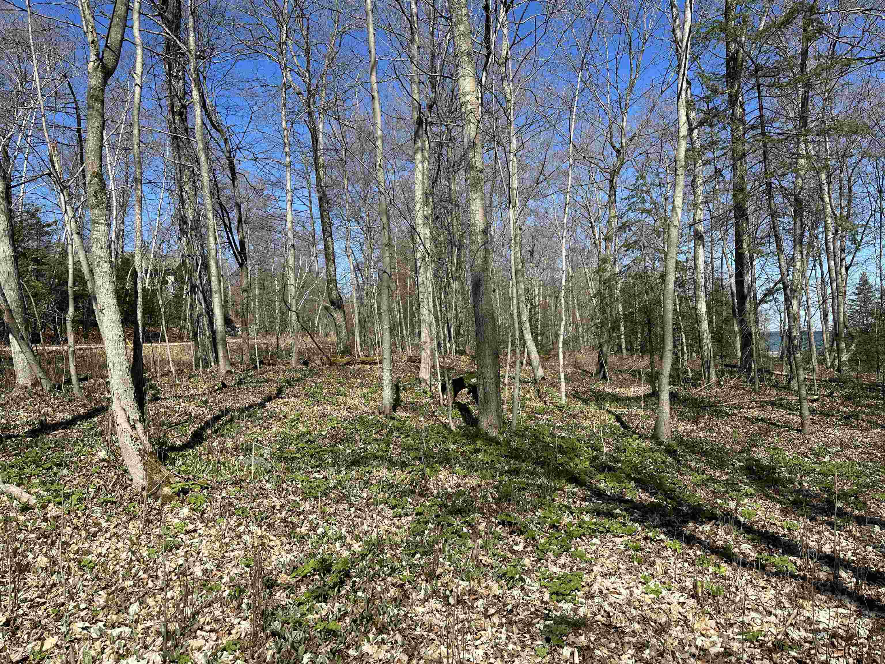 Tbd Beaver Island Road Property Photo 5