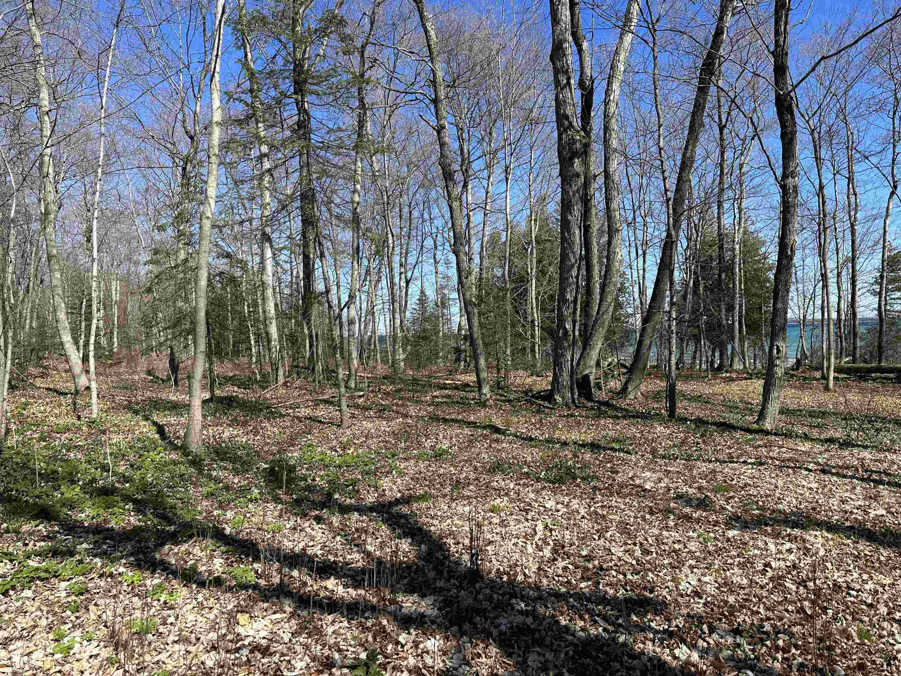 Tbd Beaver Island Road Property Photo 6