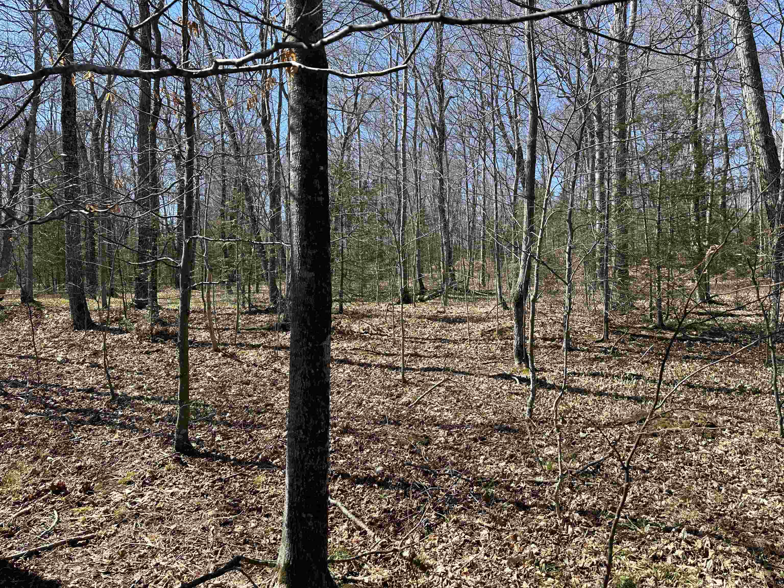 Tbd Beaver Island Road Property Photo 20