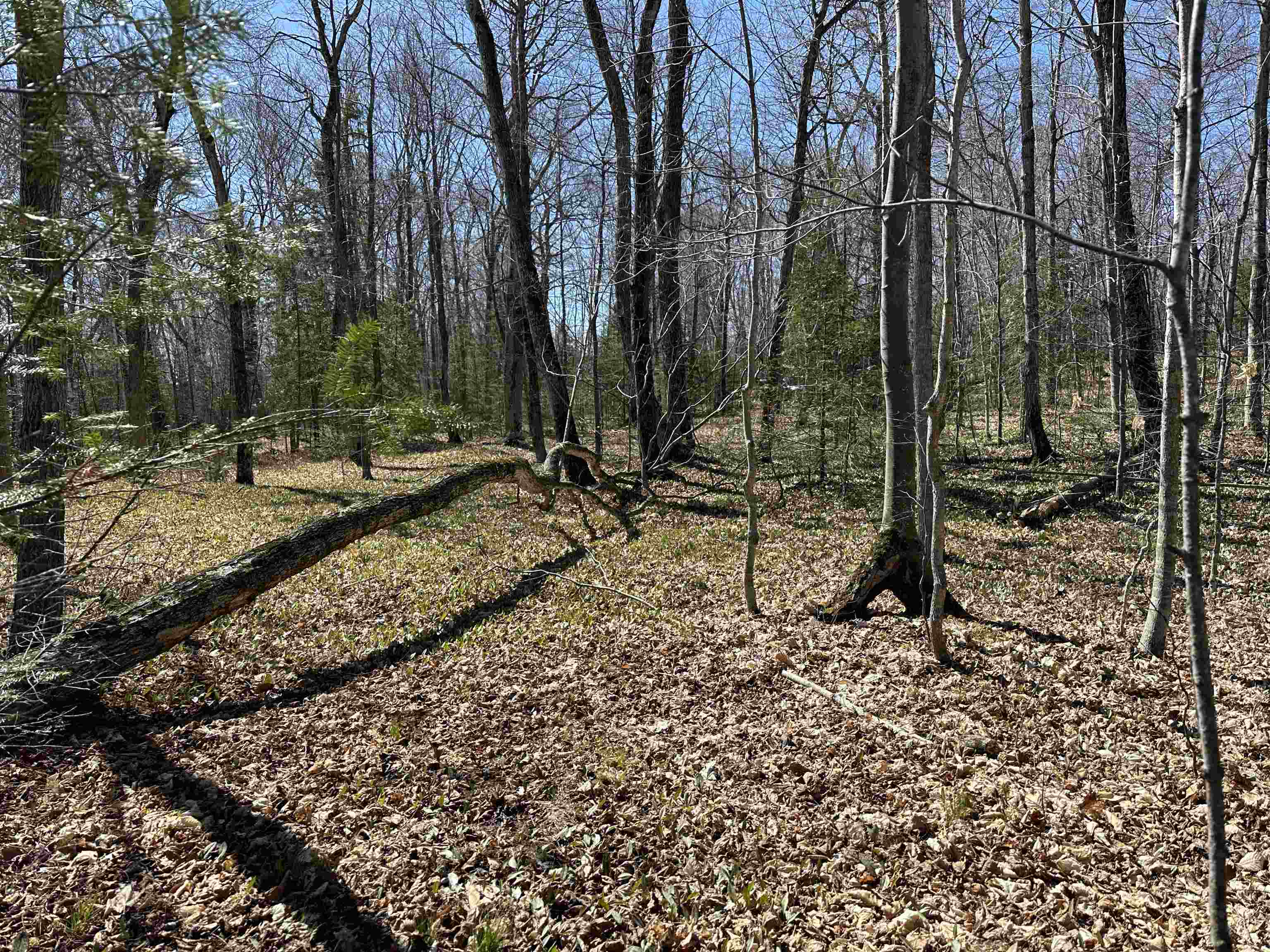 Tbd Beaver Island Road Property Photo 21