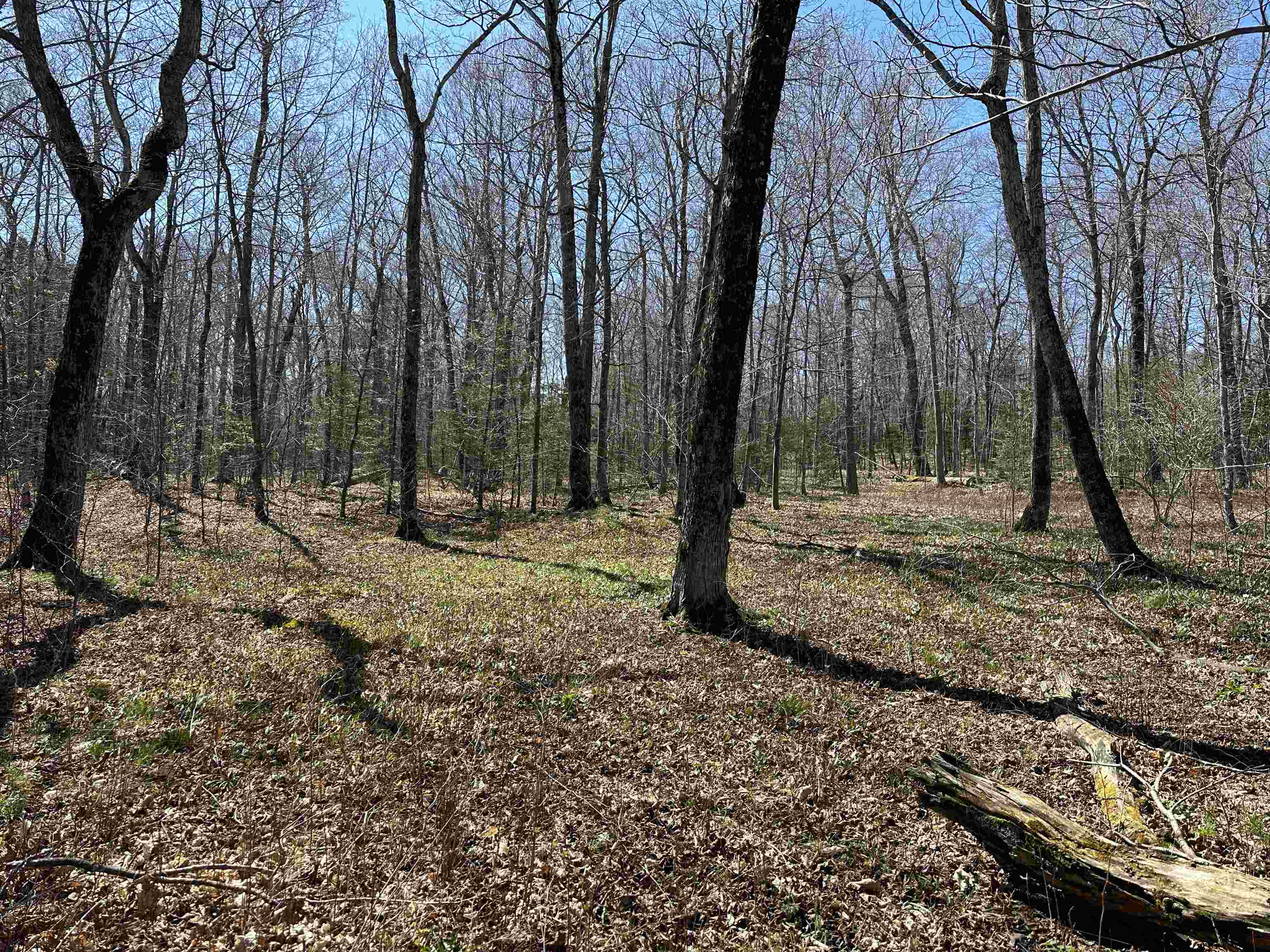 Tbd Beaver Island Road Property Photo 23